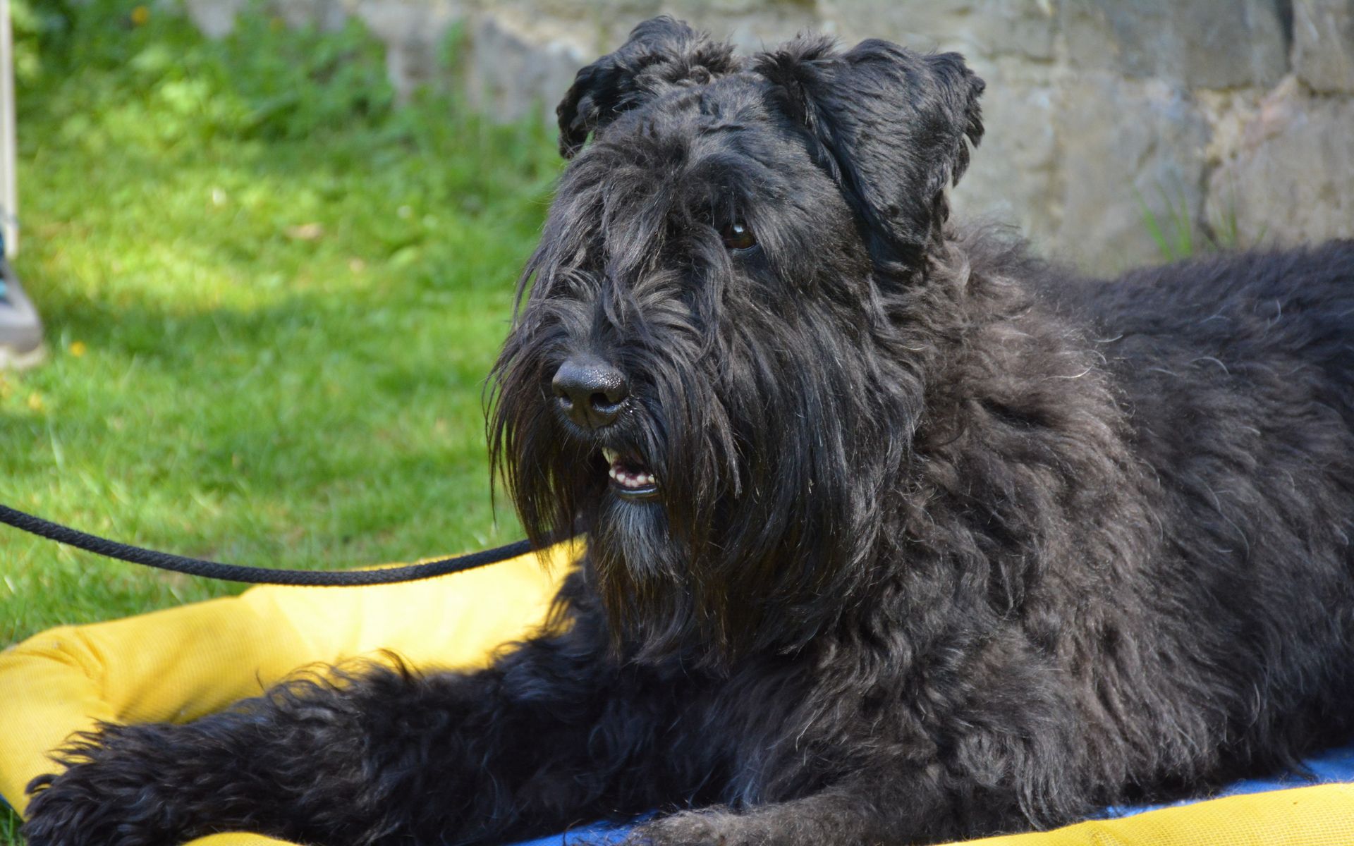 Pédadog, l'apprentissage et l'épanouissement de l'enfant